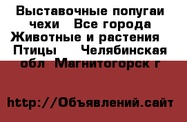 Выставочные попугаи чехи - Все города Животные и растения » Птицы   . Челябинская обл.,Магнитогорск г.